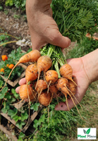 Edible carrot PARIJSER MARKT 4 round 3g (Daucus carota)