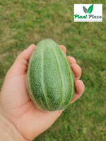 Ogórek melonowy CAROSELLO BARESE 2g (Cucumis adzur)