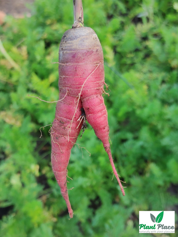 Edible Carrot Multicolor Mix 2g (Daucus carota)