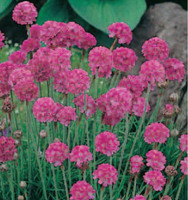 Zawciąg nadmorski różowy 0,15g (Armeria maritima)