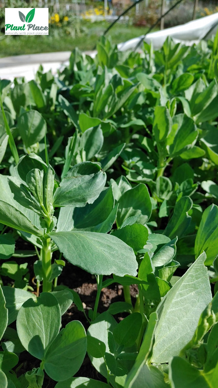 Garden bean BONZO 50g (Vicia faba)