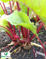 Burak ćwikłowy OPOLSKI 20g (Beta vulgaris)