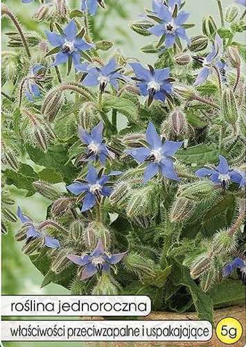 Ogórecznik lekarski 5g (Borago officinalis)