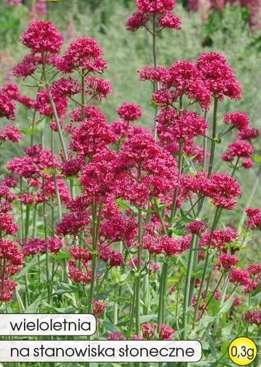 Ostrogowiec różowy 0,3g (Centranthus ruber)