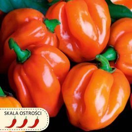 Papryka chińska HABANERO ORANGE pomarańczowa 0,15g (Capsicum chinense)