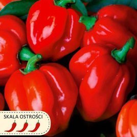 Papryka chińska HABANERO RED czerwona 0,15g (Capsicum chinense)