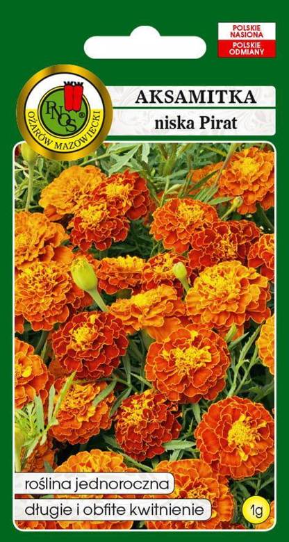 Aksamitka pełna niska PIRAT miodowo-mahoniowa 1g (Tagetes patula nana fl. pl.)