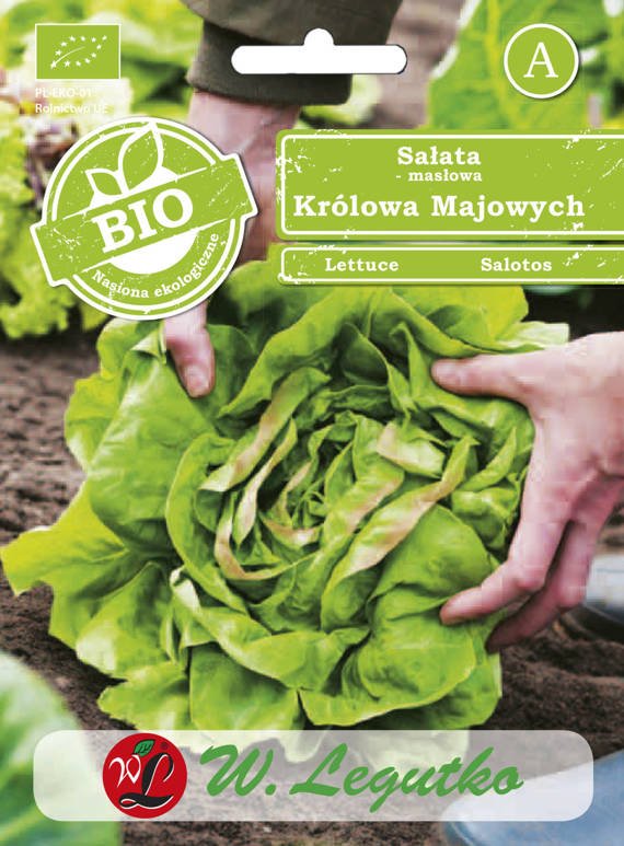 Sałata głowiasta masłowa KRÓLOWA MAJOWYCH (MAY KING) 0,5g BIO (Lactuca sativa)